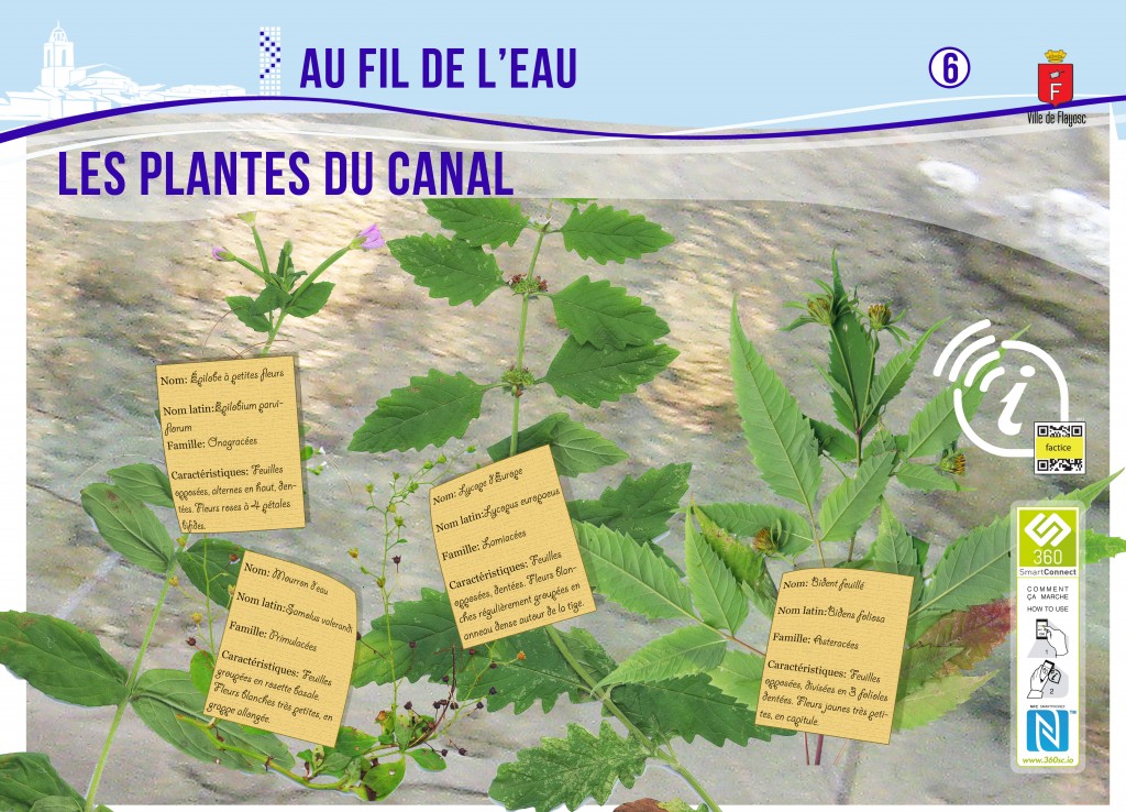 6 Les plantes du canal
